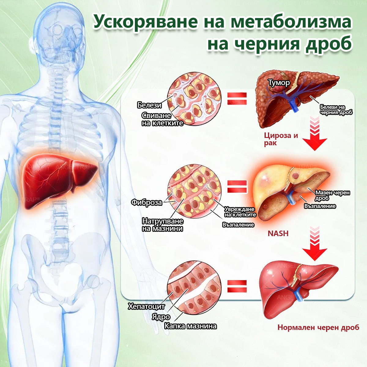🩺𝐀𝐍𝐆𝐄𝐋𝐓𝐑𝐀𝐏® Моринга 𝗑 Берберин 𝗑 𝖠𝖬𝖯𝖪 𝟣𝟢-в-𝟣 Нано микроиглен пластир за метаболитна подкрепа |Само 𝟏× дневно ✅ Видими промени за 𝟕 дни – при затлъстяване, сърдечно-съдово здраве, диабет и ставни проблеми